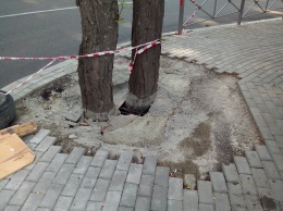 В Ялте спасут залитые бетоном деревья на улице Свердлова
