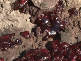 Полиция проверит кровавое месиво на барнаульской «Трассе здоровья»