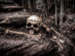 Грибники обнаружили скелет человека в подмосковном лесу