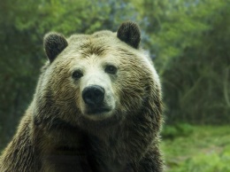 Медведи напали на скот на двух кузбасских поселках