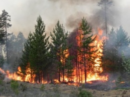 В Югре проводится проверка по факту распространения лесных пожаров