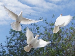 Более 100 спортивных голубей отправились в полет из Барнаула