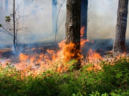 В настоящее время в округе действует 19 лесных пожаров