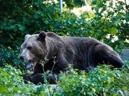 В Калининградском зоопарке умерли три тюленя и медведь