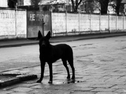 Под Белгородом бездомные собаки оккупировали детский сад