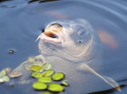 Молодой человек нырнул в аквариум с живой рыбой в рязанском гипермаркете