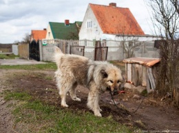 В Полесском районе собираются построить приют для тысячи собак