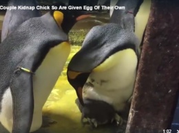 Пингвины-геи украли яйцо у гетеросексуальных соседей в Нидерландском зоопарке