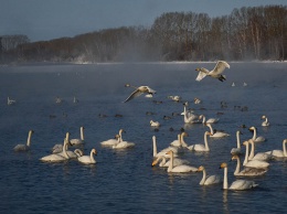 200 лебедей уже прилетели на зимовку в Алтайский край