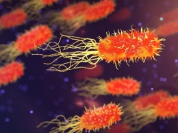 Ученые пришли к выводу, что бактерии быстро мутируют и не реагируют на антибиотики