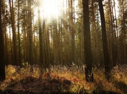 В России к 2024 году планируют восстановить все утраченные леса