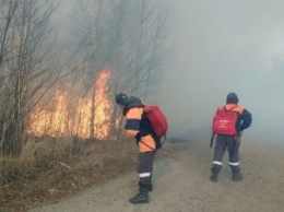 Лесных пожарных начнут готовить в Приамурье