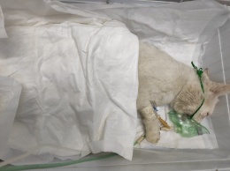 Ветеринарам не удалось спасти замученного на Губкина кота. Белгородцы написали заявление в полицию