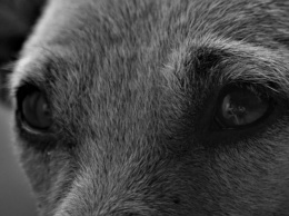 В Симферополе сбившего собаку водителя на год лишили прав