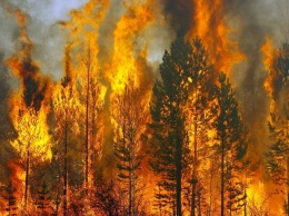 В Свердловской области ликвидировано более тысячи гектаров лесных пожаров