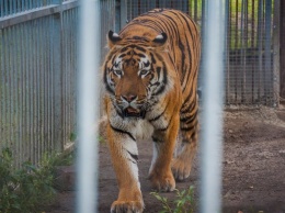 Барнаульцев приглашают на показательное кормление тигров
