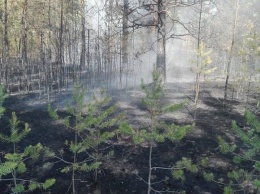Дети жарили сосиски и подожгли лес в Алтайском крае