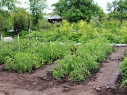 Житель Междуреченска выращивал наркосодержащие растение на своем участке