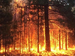 Свердловская прокуратура наказала Куйвашева из-за ситуации с лесными пожарами