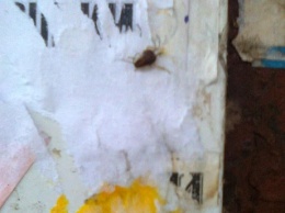 Тараканы и блохи заполонили подъезд кемеровской многоэтажки