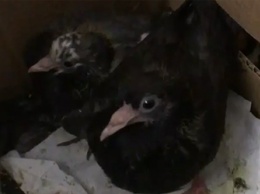 Житель Райчихинска нашел в подъезде беспомощных птенцов
