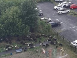 Животные плачут: в Екатеринбург на Курбан-Байрам привезли две фуры баранов