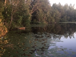 На одном из озер Карелии массово погибла рыба