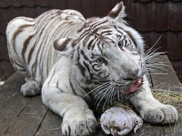 В Барнаульском зоопарке отметили День тигра