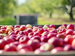 Эксперты объяснили, почему в России подорожали яблоки