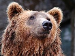 Власти Кузбасса разрешили застрелить напавшего на пасеку медведя