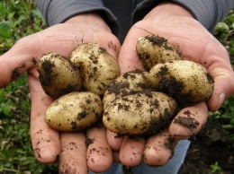В Алтайском крае убирают картофель и овощи