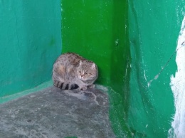 Кемеровчанка призвала спасти потерявшуюся "неместную" кошку