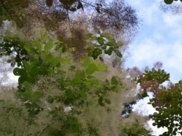 В Ботаническом саду Калининграда зацвело дерево-облако