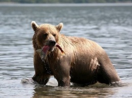 В центр Петропавловска-Камчатского забрел медведь