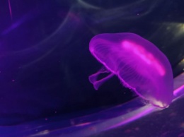 В Музей Мирового океана привезли ушастых медуз (фото)
