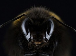 Редкие гигантские пчелы из Азии "переселились" в Россию и США