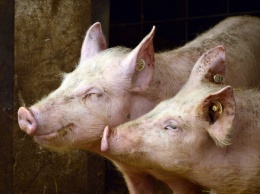 Дегтярев пообещал владельцам чумных свиней деньги из регионального бюджета