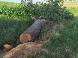 Жители Нестеровского районе рассказали о вырубке дубовой аллеи у Виштынецкого парка
