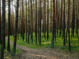 Прокуратура: три компании задолжали плату за пользование лесами в Калининградской области