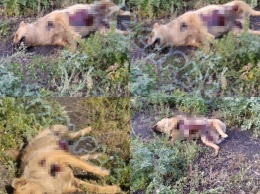 "Настоящий изверг" жестоко убил собаку в Кузбассе