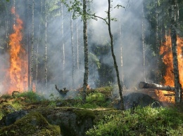 Алтайская семья боролась с лесным пожаром на горящем тракторе