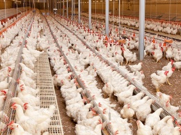 Из-за пандемии россияне могут отказаться от дорогого мяса в пользу курятины