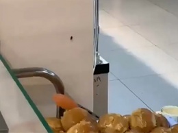 Рядом с чесночными пампушками в супермаркете Благовещенска разгуливал таракан