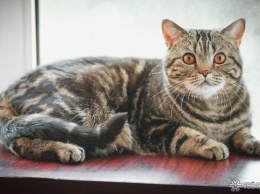 Разработка вакцины от коронавируса для кошек началась в России