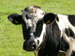 Рейтинг хозяйств с самыми удойными коровами составлен в Алтайском крае