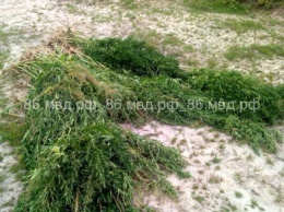 В Югре сотрудники полиции уничтожили 2 гектара конопли
