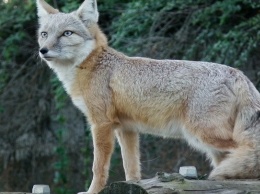 Алтайским охотникам выдадут разрешения на добычу зайца, лисицы, волка