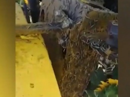 Луговой мотылек уничтожает урожаи в Алтайском крае