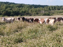 Свободно гуляющие коровы губят гречишные поля амурского фермера