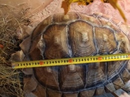 Редкую черепаху-долгожителя продают в Барнауле